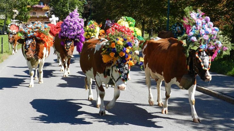 Fêtes de la transhumance de Kirchdorf -  le grand retour des bêtes dans la vallée, © Kramerhof Gasteig