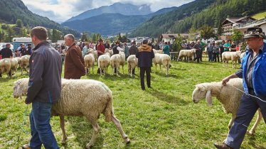 La Fête des moutons de Sölden, © Anton Klocker