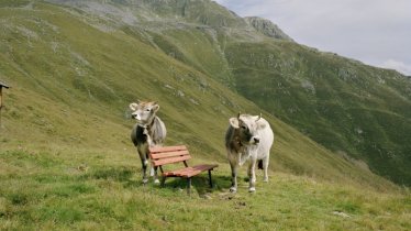 Le broutard de la Stubai