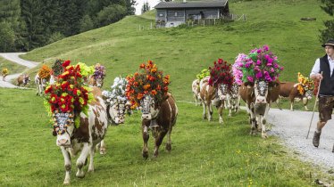 Les vaches de Söll  ne sont pas peu fières de leurs splendides coiffes, © P. v. Felbert/D. Reiter/TVB Wilder Kaiser