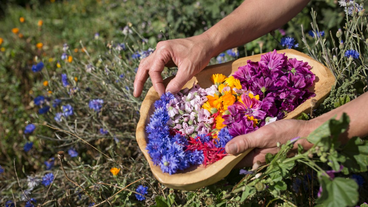 Les plantes aromatiques et les fleurs sont utilis&eacute;es pour faire du th&eacute;, des baumes, des liqueurs, des teintures et des savons, © Tirol Werbung/Lisa Hörterer