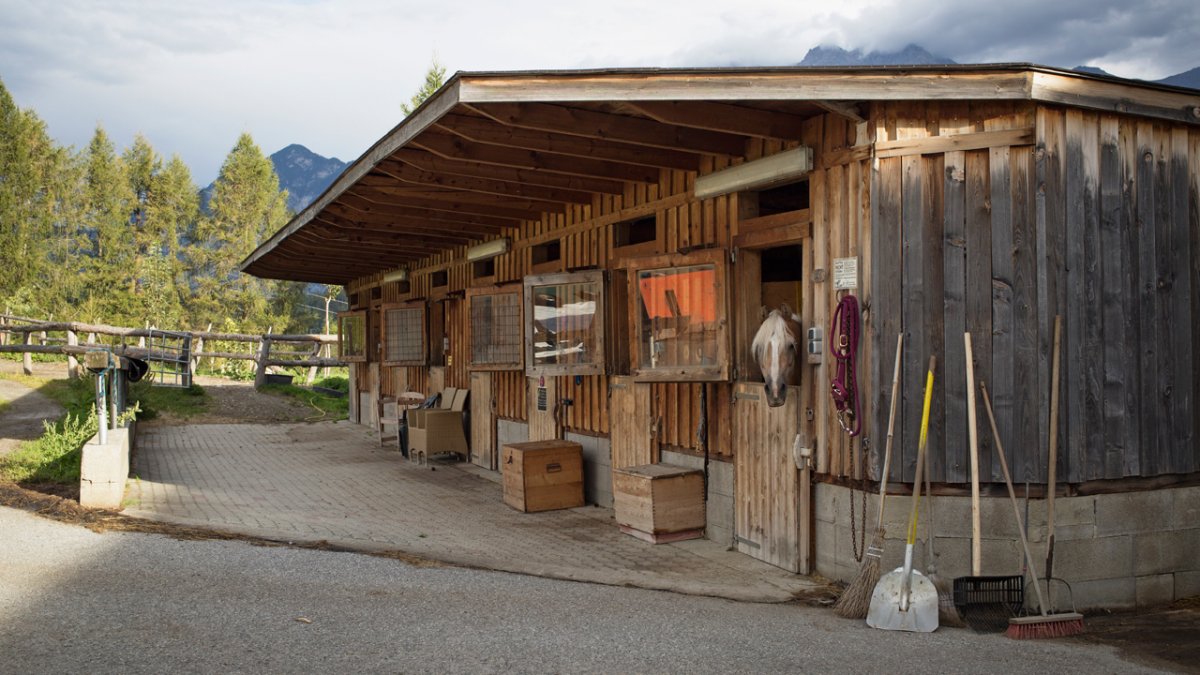 Huit chevaux &agrave; la ferme Pechhof, © Tirol Werbung/Lisa Hörterer