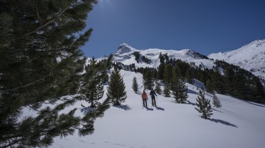 Dans la forêt de pins cembro de Gurgl, © Ötztal Tourismus