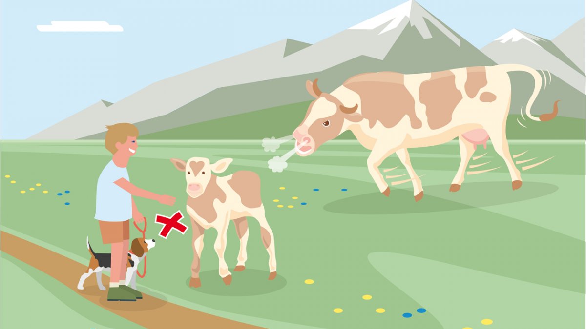 Les m&egrave;res prot&egrave;gent leurs veaux. &Eacute;viter tout contact entre les vaches allaitantes et les chiens !
, © Landwirtschaftskammer Tirol