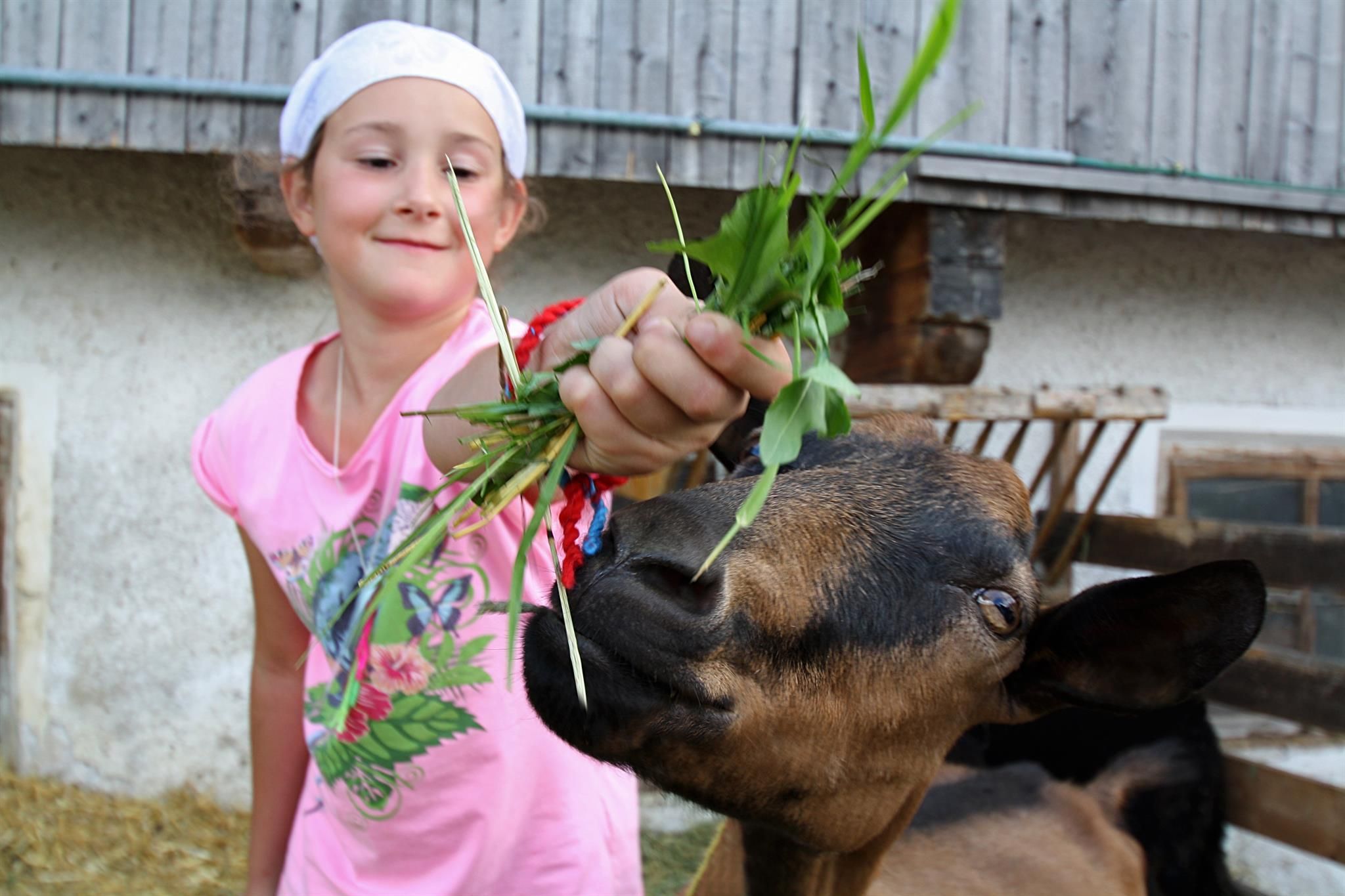 A girl is feeding a cow with fresh grass. In the background, you can see a barn and a rural path.