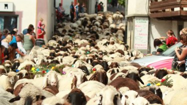 Le raz-de-marée de moutons lors de la grande fête de la transhumance de Tarrenz, © Imst Tourismus/Mike Maas