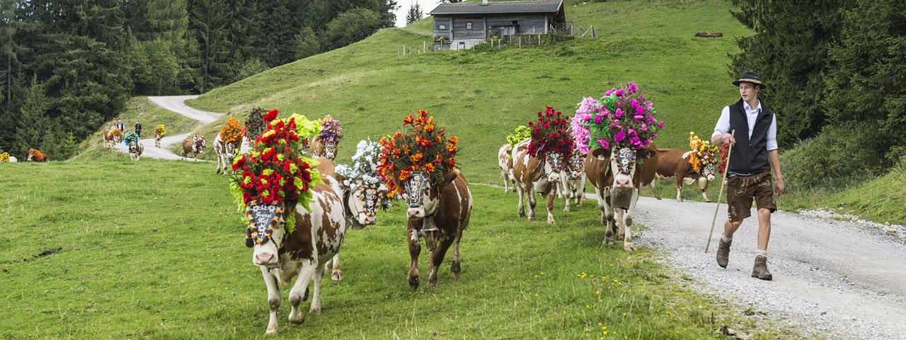 Les vaches de Söll  ne sont pas peu fières de leurs splendides coiffes, © P. v. Felbert/D. Reiter/TVB Wilder Kaiser