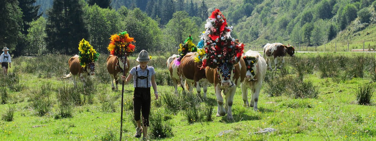 Plus de 500 bêtes reviennent dans la vallée lors de la fête de la transhumance d'Auffach, © Wildschönau Tourismus