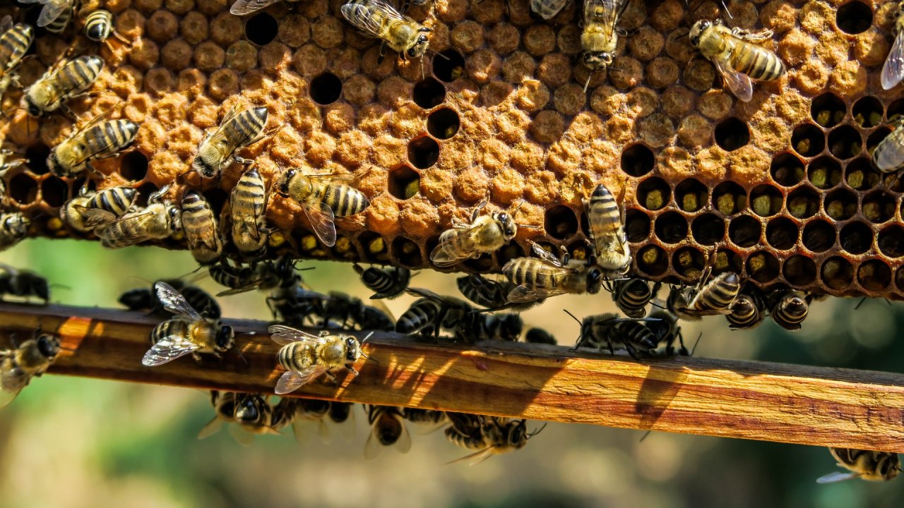 Visite d'une ruche d'observation à Fließ, © TVB Tirol West 