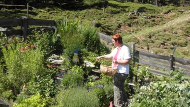 Les herbes aromatiques de la Stubai