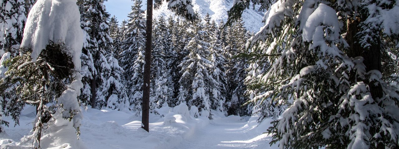 Piste de ski de fond Waldloipe Leutasch (B11), © Region Seefeld