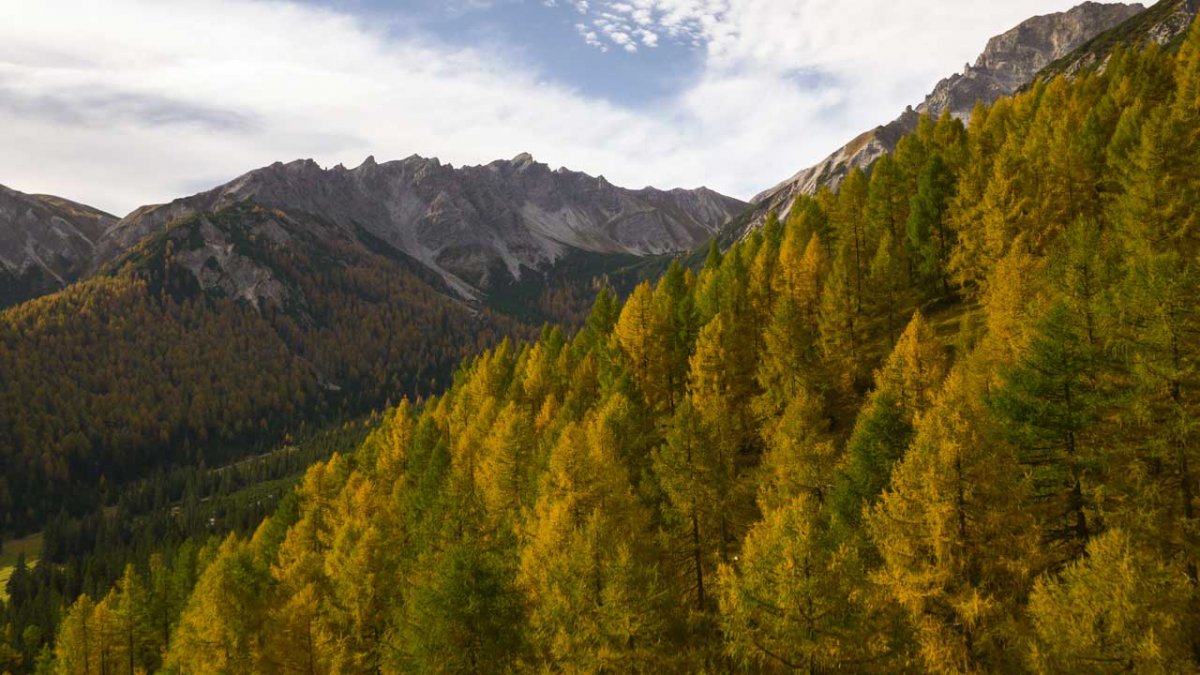 L'étendue Eulenwiesen en automne, © Tirol Werbung/Webhofer Mario