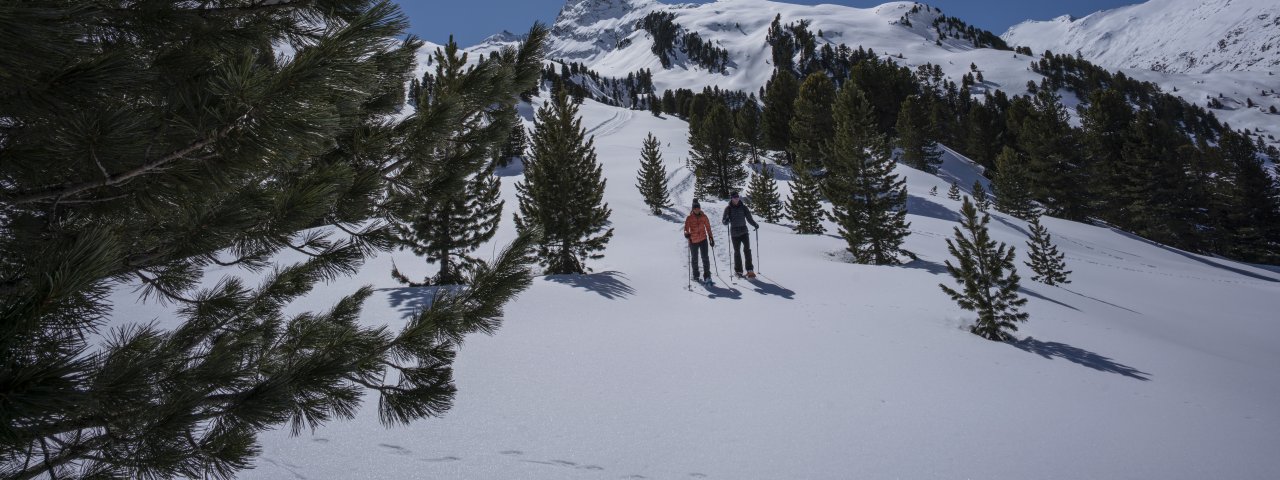 Dans la forêt de pins cembro de Gurgl, © Ötztal Tourismus