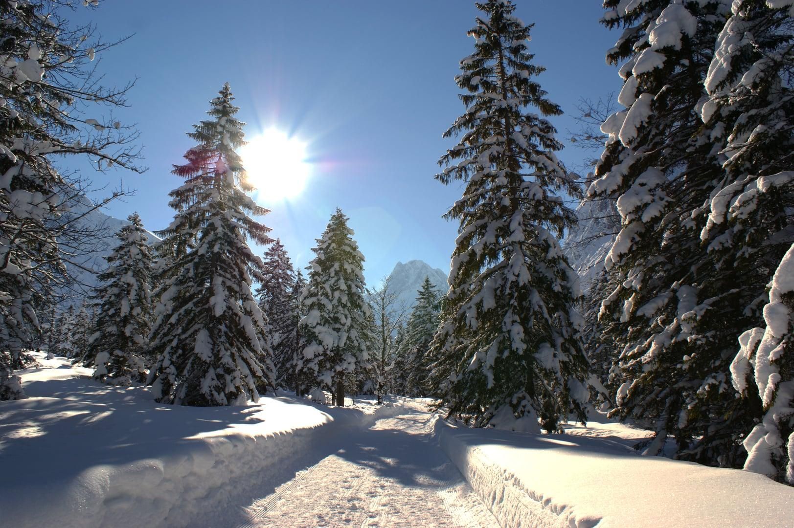 A snow-covered path through a forest with tall, snow-covered trees. The sun shines brightly in the clear sky.