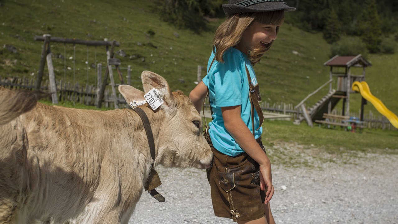 Jeune bovin dans la vallée de Stubai, © Tirol Werbung/Maren Krings