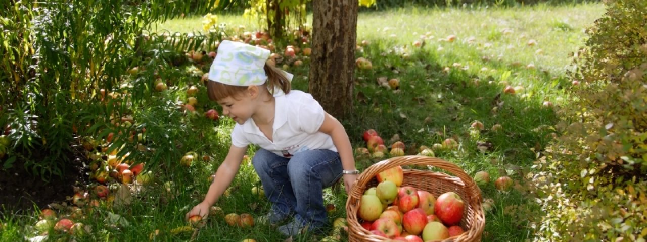 Les pommes de Haiming