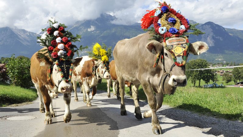 Les vaches et leur splendide coiffe, © Grießenböck