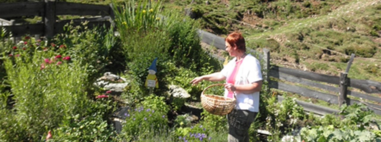 Les herbes aromatiques de la Stubai