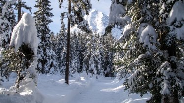 Piste de ski de fond Waldloipe Leutasch (B11), © Region Seefeld