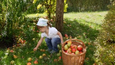 Les pommes de Haiming