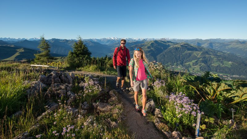 Jardin des fleurs des Alpes sur la Corne de Kitzbühel, © KitzSki / Werlberger