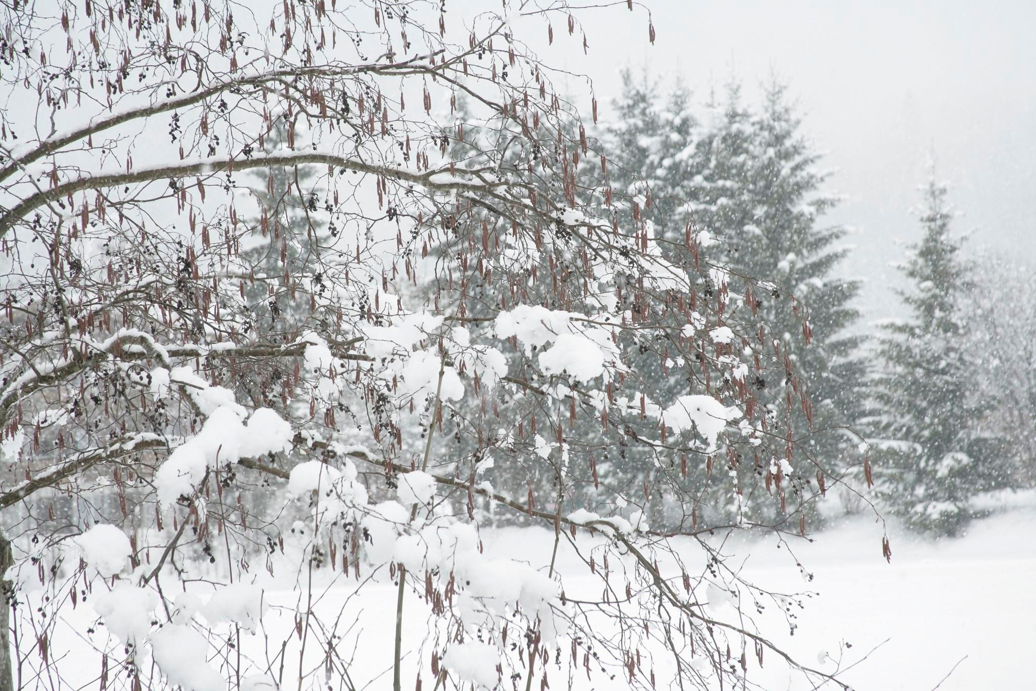 A snowy winter landscape with snow-covered branches and fir trees in the background. The scene radiates a calm and peaceful atmosphere.