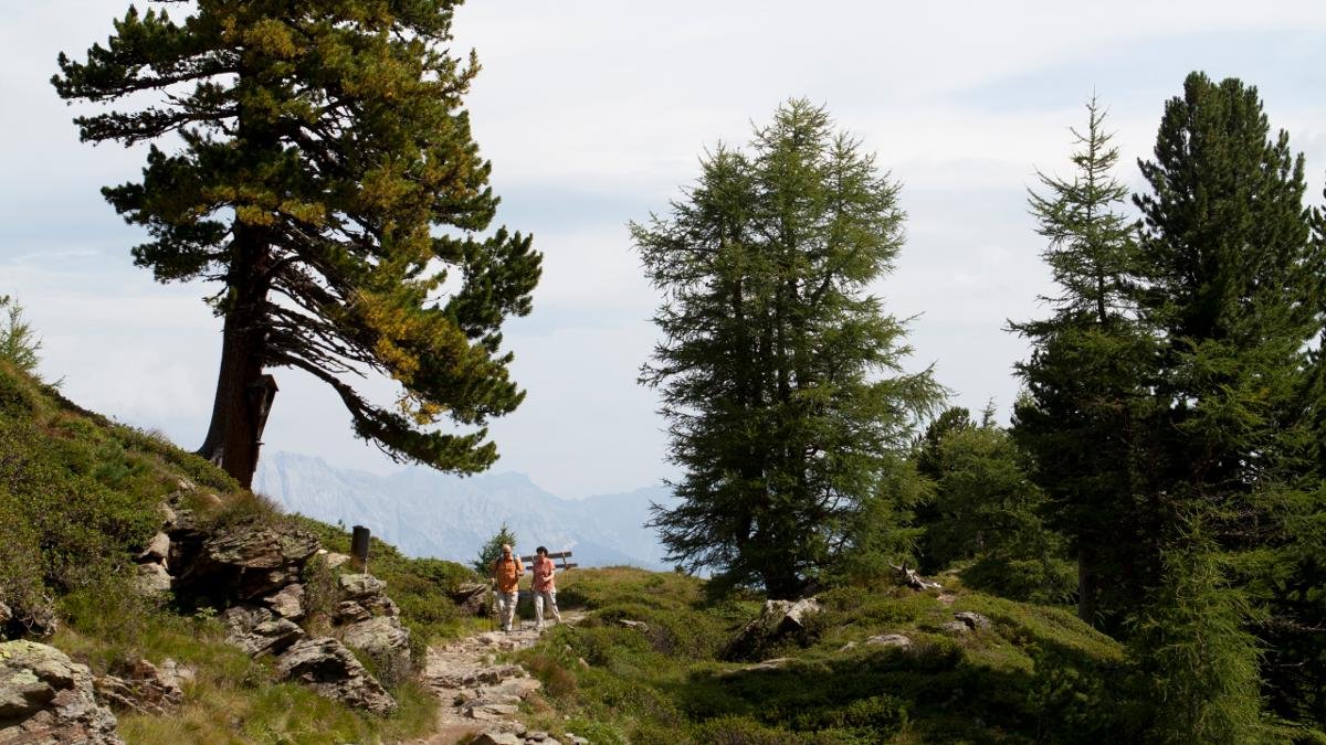 Partant de Tulfes vers Patscherkofel, le chemin des pins cembro constitue une randonnée idéale pour toute la famille. En mai, ne manquez pas la magnifique floraison des rhododendrons !, © Tirol Werbung/Jenewein Markus