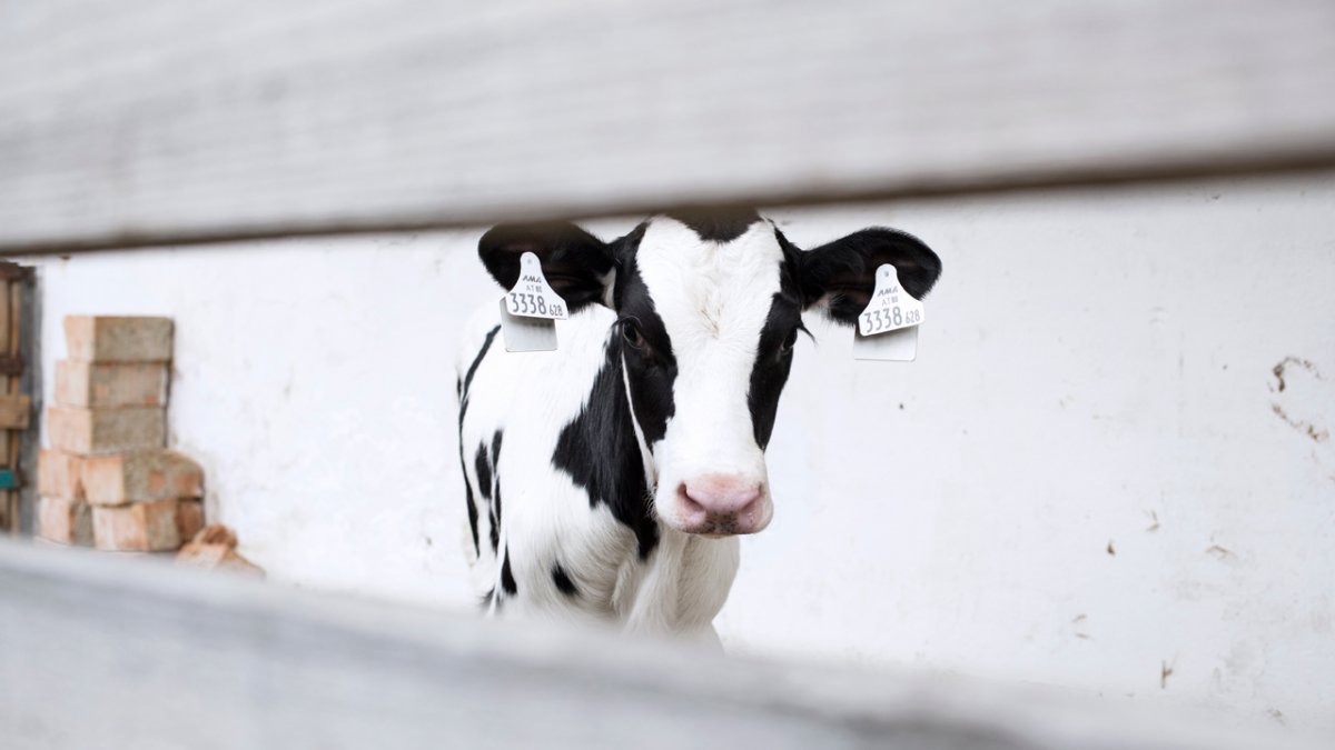 Une des 30 vaches &agrave; lait de Josef Fritz, © Tirol Werbung/Lisa Hörterer