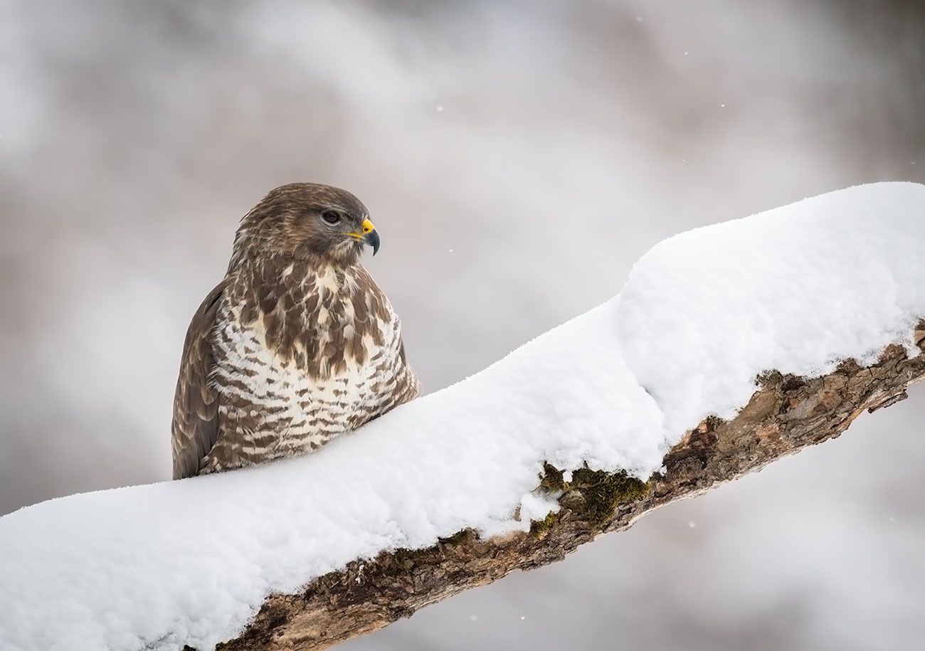 Maeusebussard sitzt auf eingeschneitem Baumast