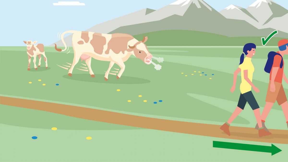 Quitter rapidement les p&acirc;turages d&egrave;s les premiers signes d&rsquo;&eacute;nervement des animaux !
, © Landwirtschaftskammer Tirol