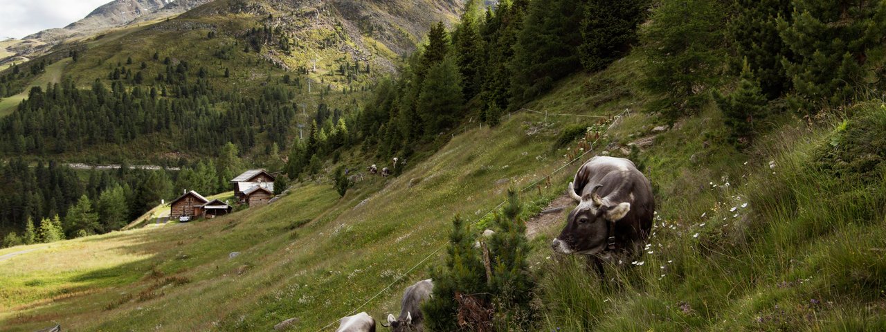 Les environs de l'alpage