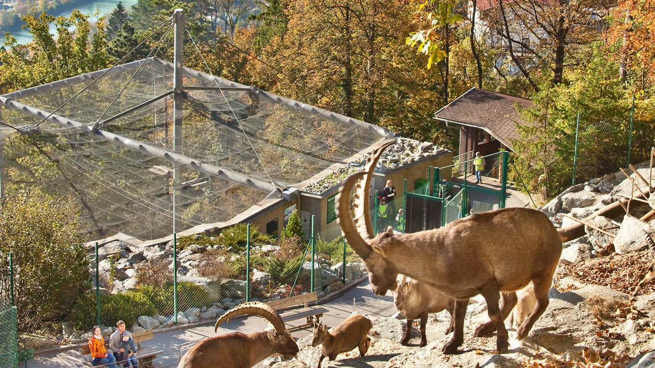 L'Alpenzoo, le zoo des animaux alpins d'Innsbruck, © Innsbruck Tourismus / Christoph Lackner