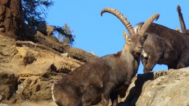 Réserve d'Assling, © Erlebniswelt/Wildpark Assling